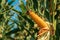 Ear of maize with ripe kernels in cultivated field