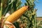 Ear of maize with ripe kernels in cultivated field