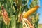 Ear of maize with ripe kernels in cultivated field