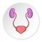 Ear membranes icon, cartoon style