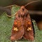 Ear moth (Amphipoea oculea)