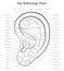 Ear Reflexology Chart Outline