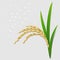 Ear of ripe paddy plant, long grain white rice on gray background. Top view