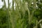 Ear of rye in the field.Close up of rye ears, field of rye in a summer day. Sunrise time