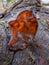 Ear Shaped Peziza Fungus on a Old Log