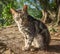 Ear tipped feral cat