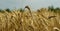 Ear of triticale on the background of cultivated field