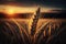 Ear of wheat on a background the sunset sun
