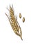 Ear of wheat, barley and grain malt. Vector vintage engraved illustration.