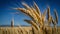 An ear of wheat close-up on the background of the sky and the field.