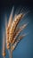 An ear of wheat close-up on a blue background.