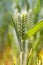 Ear of wheat growing in a field, macro