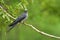 Earasian cuckook, fine light grey bird with striped belly perching on wooden vine over blur green bakground