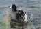 Earasion coot (Fulica atra) splashing water