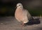 Eared Dove at cusco plaza