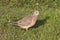 Eared Dove sitting on the green lawn of the Argentine town 1