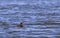 Eared Grebe Bird Swimming On Blue Lake