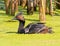 Eared Grebe and chick