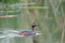 Eared Grebe (Podiceps nigricollis)