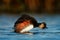 Eared Grebe - Podiceps nigricollis swimming in the water taking the bath