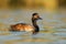 Eared Grebe - Podiceps nigricollis water bird swimming in the water in the red evening sunlight, member of the grebe family of