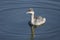 Eared Grebe swimming