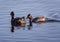 Eared Grebes Feeding