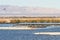 Eared Grebes, Salton Sea, California