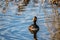 Eared grebes swimming on the lake. Frank Lake Alberta Canada