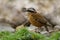 Eared pitta Hydrornis phayrei camouflage brown and black with white head standing on log with green grass in foreground