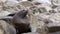 Eared seal looking around on stones of rock on coast of Sea of Okhotsk.