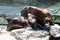 Eared seal or otariid mammal on a rock