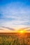 Eared Wheat Field, Summer Cloudy Sky In Sunset Dawn Sunrise. Sky