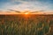 Eared Wheat Field, Summer Cloudy Sky In Sunset Dawn Sunrise. Sky