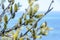 Eared willow or Salix aurita close-up. Delicate flowering willow branches on blue-white