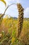 Earhead of millet