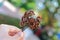 Earleaf acacia fruit