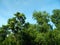 Earleaf acacia tree and Malaysia sal tree in jungle