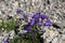 Earleaf bellflower (Campanula cochleariifolia)