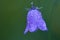 Earleaf bellflower (Campanula cochleariifolia) in the rain