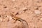 Earless Lizard