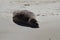 Earless seal on a mudflat