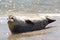 Earless seal on a mudflat