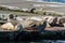 Earless seals in Gold Beach, Oregon