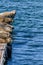 Earless seals in Gold Beach, Oregon