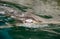 Earless seals swimming in water.