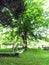 Early American Colonial Cemetery with old maple tree