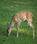 Early antler growth