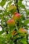 Early apple of the variety Piros, Malus domestica Piros, dessert apple, ripe on the tree, Bavaria, Germany, Europe