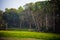 Early Autumn countryside morning, panoramic view, lonely windy coconut tree, and green fields on winter time. rural landscape with